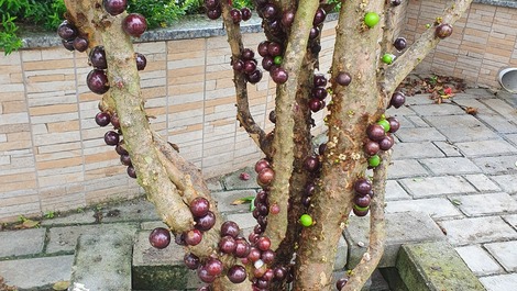 Pé de jabuticaba em frente o imóvel