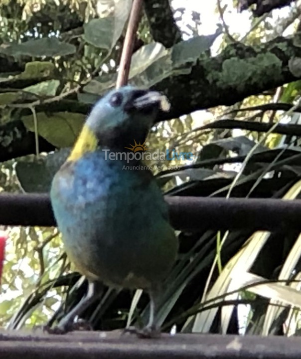 Casa para aluguel de temporada em Ilhabela (Praia da Feiticeira)