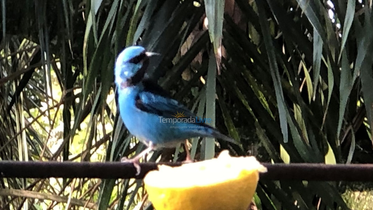 Casa para aluguel de temporada em Ilhabela (Praia da Feiticeira)
