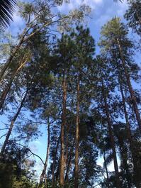 Hermosa finca arbolada