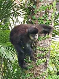 Casa ampla, arejada, e muita área verde