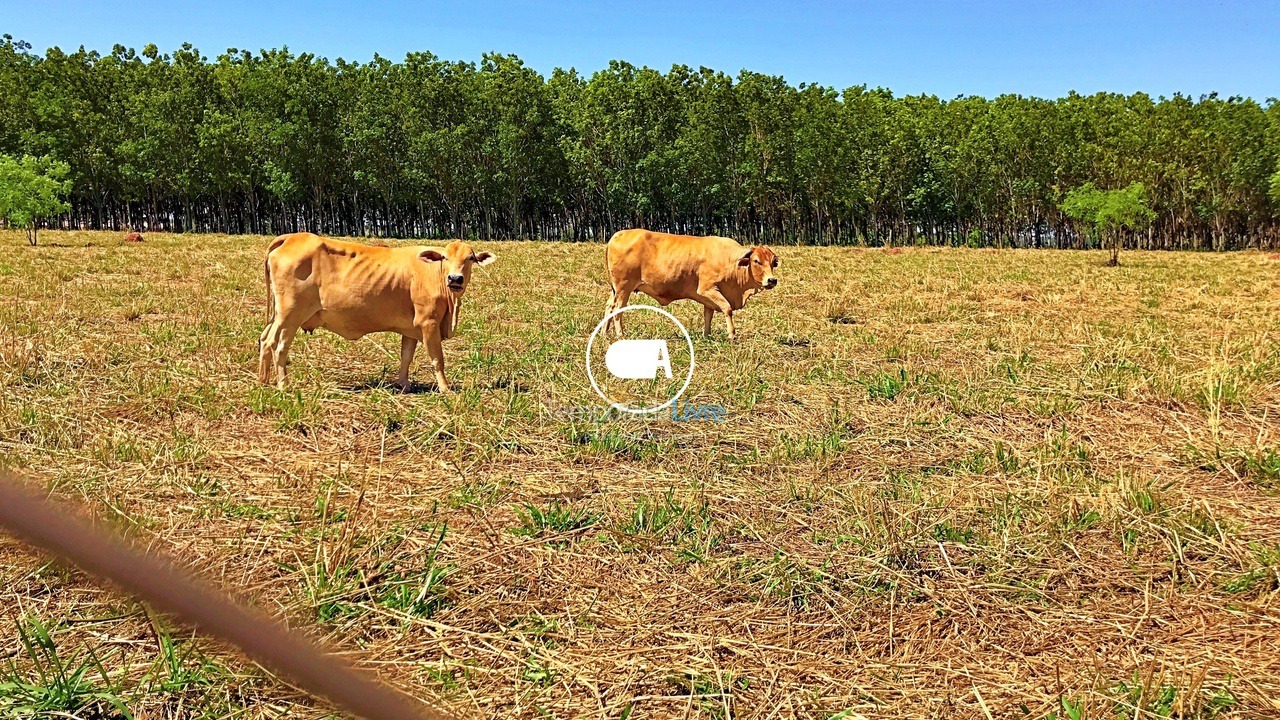 House for vacation rental in Olímpia (Thermas Dos Laranjais)