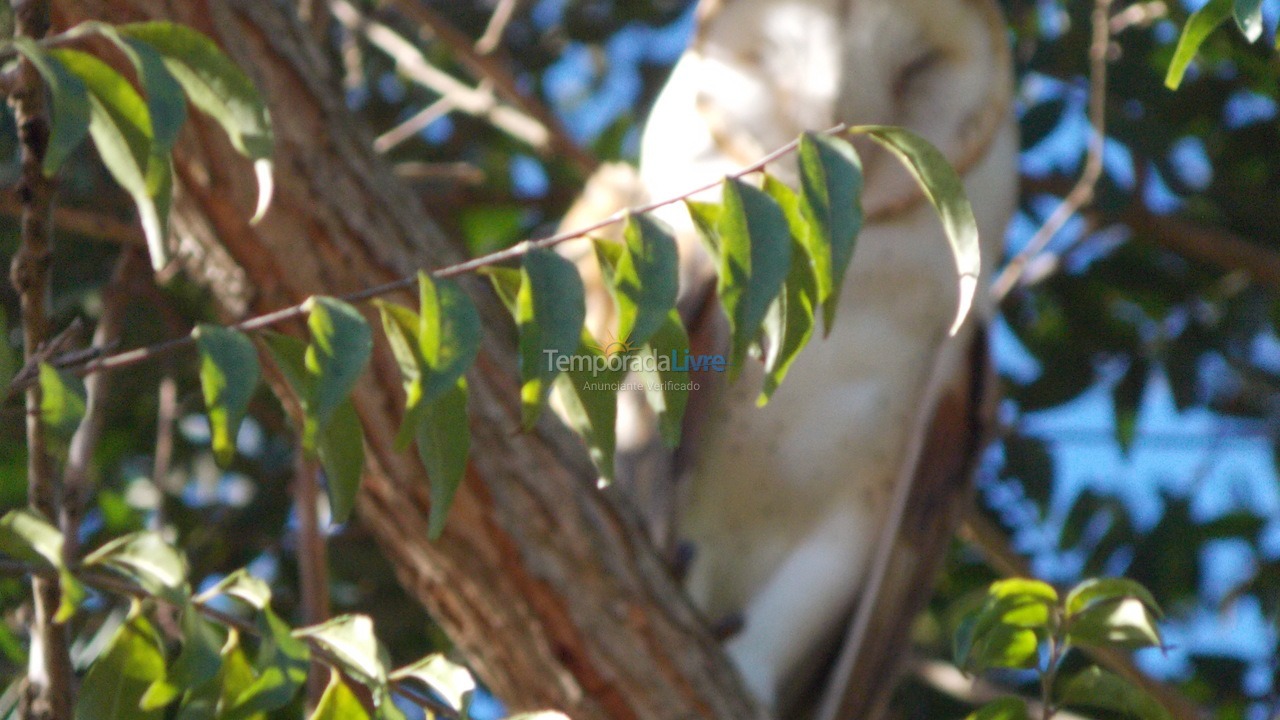 Ranch for vacation rental in Sarapuí (Bairro Floresta)