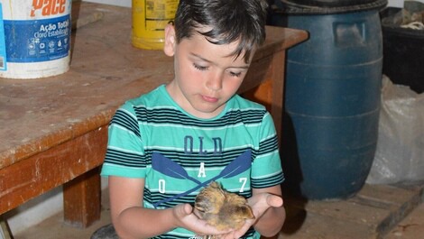 Tocar com as mãos as aves