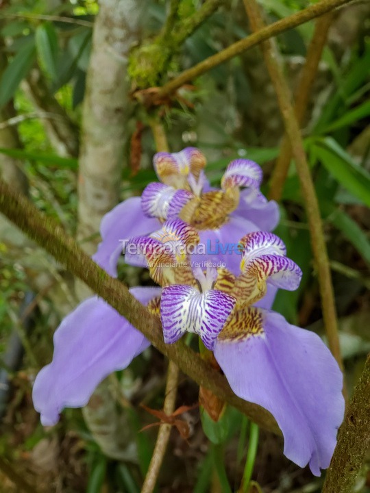 Ranch for vacation rental in Juquitiba (800 Mts da Rodovia Locamos Até 40 Adultos)