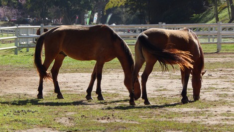 Mansion in Itaipava!