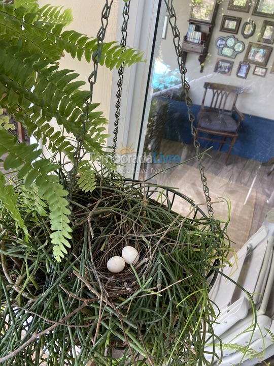 Casa para aluguel de temporada em Brotas (Caju)