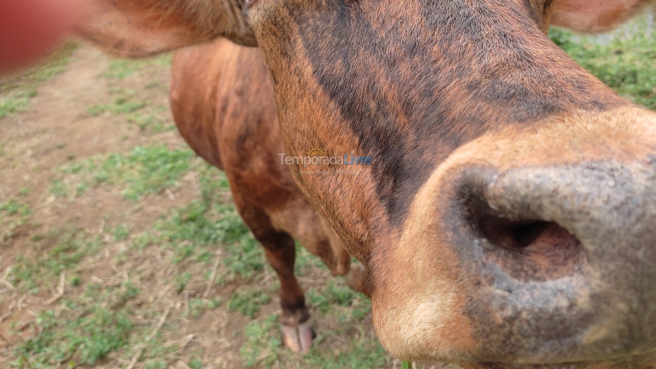 Chácara / sítio para aluguel de temporada em Bragança Paulista (Boa Vista dos Silvas)