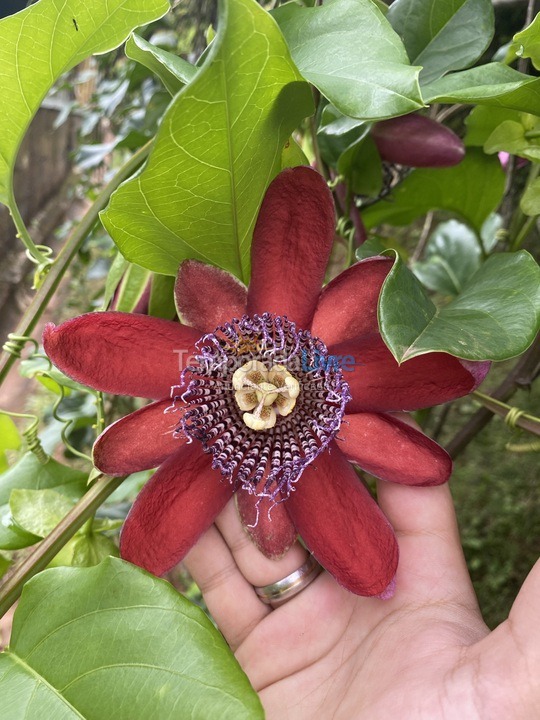 Granja para alquiler de vacaciones em Biritiba Mirim (Pomar do Carmo)