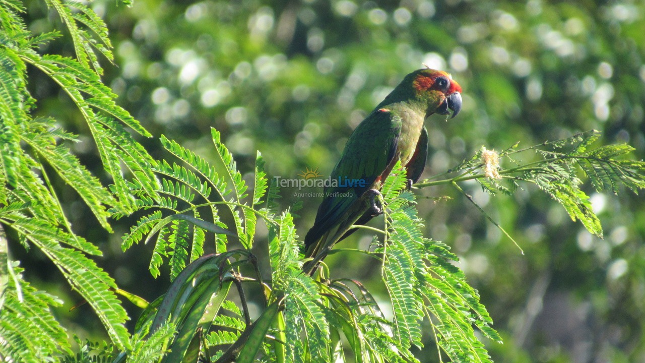 Apartamento para aluguel de temporada em Porto Seguro (Taperapuan)