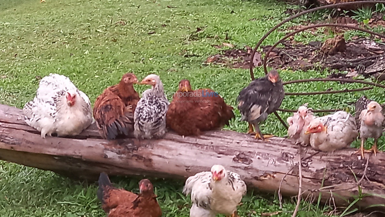 Chácara / sítio para aluguel de temporada em Itupeva (Estrada Orestes Favotto)