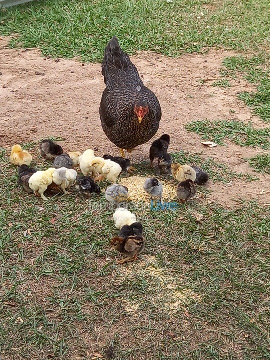Chácara / sítio para aluguel de temporada em Jundiaí (Medeiros)