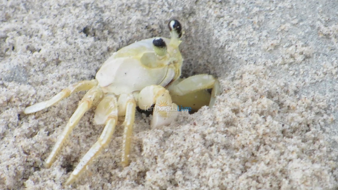 Casa para aluguel de temporada em Ubatuba (Lagoinha)