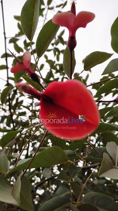 Casa para aluguel de temporada em São Francisco de Paula (São Bernardo)