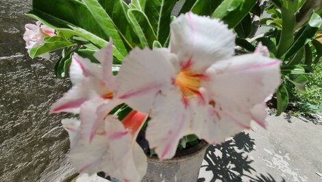 HOSPEDARIA CASA DA FLOR, tranquilidade e segurança