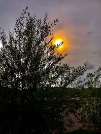 Vista do sol nas oliveiras