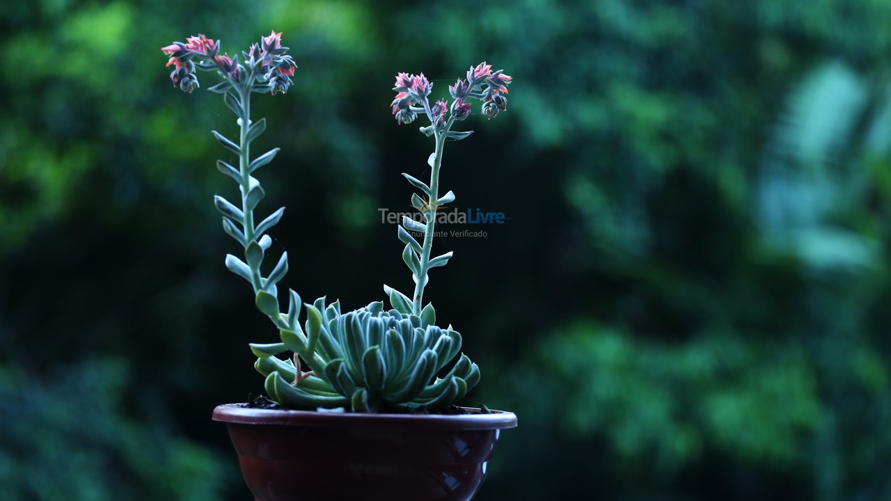 House for vacation rental in São Sebastião (Maresias)