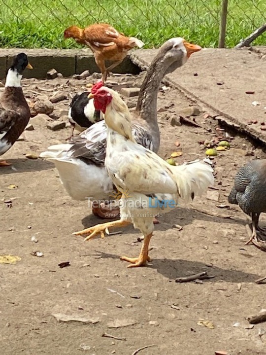 Chácara / sítio para aluguel de temporada em Salesópolis (Bairro Padre José)