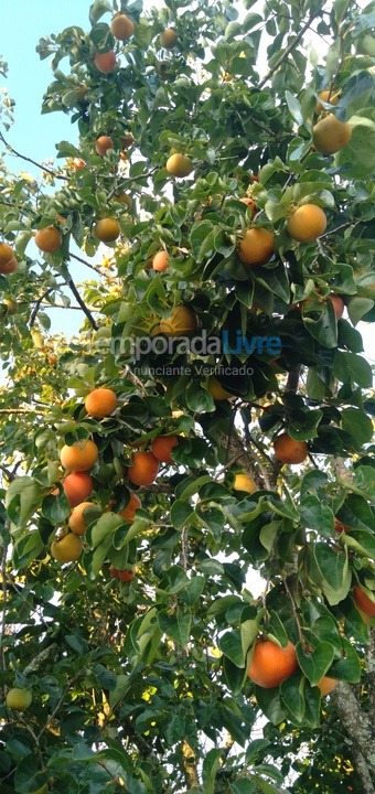 Granja para alquiler de vacaciones em Guareí (Floresta)