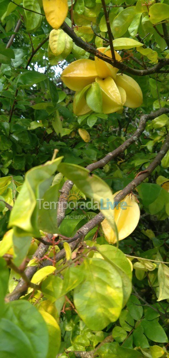 Granja para alquiler de vacaciones em Guareí (Floresta)