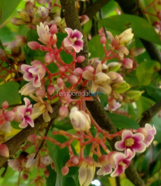 Granja para alquiler de vacaciones em Guareí (Floresta)
