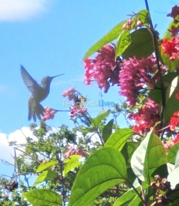 Granja para alquiler de vacaciones em Guareí (Floresta)