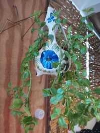 Casa Aconchegante da Bela Vista para aluguel de temporada