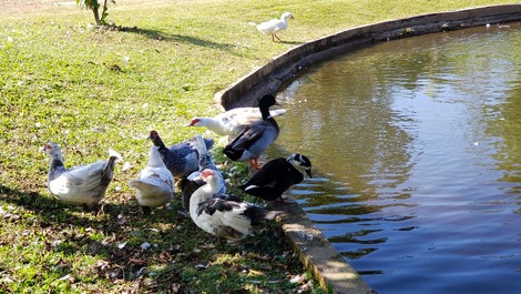 SÍTIO PARA TEMPORADA PROXÍMO A SÃO LOURENÇO DA SERRA ( FÁCIL ACESSO)
