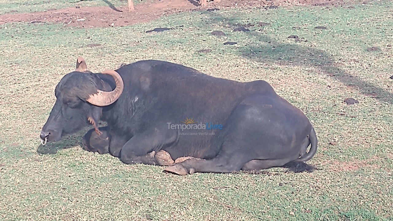 Apartment for vacation rental in Barretos (Aeroporto)