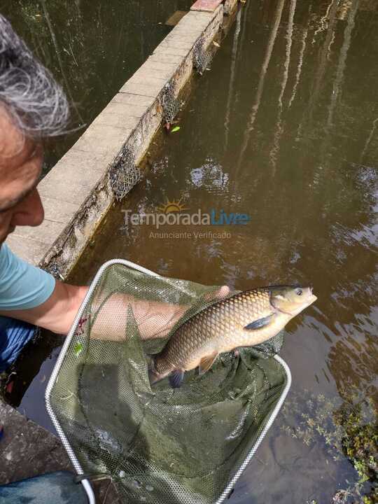 Chácara / sítio para aluguel de temporada em Suzano (Palmeiras)