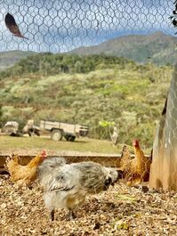 Vale das Seriemas - Nova Friburgo-RJ