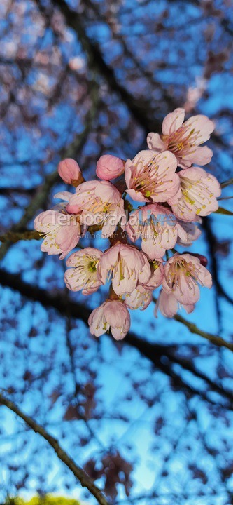 Casa para alquiler de vacaciones em Gonçalves (Estrada dos Costas)