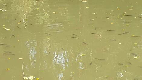 Lago com os peixinhos a vista