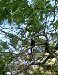 Animais silvestres sempre presente 