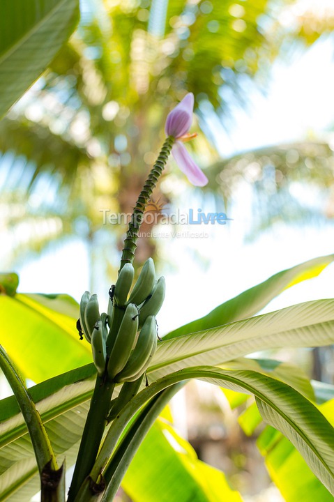 Casa para aluguel de temporada em São Sebastião (Juquehy)
