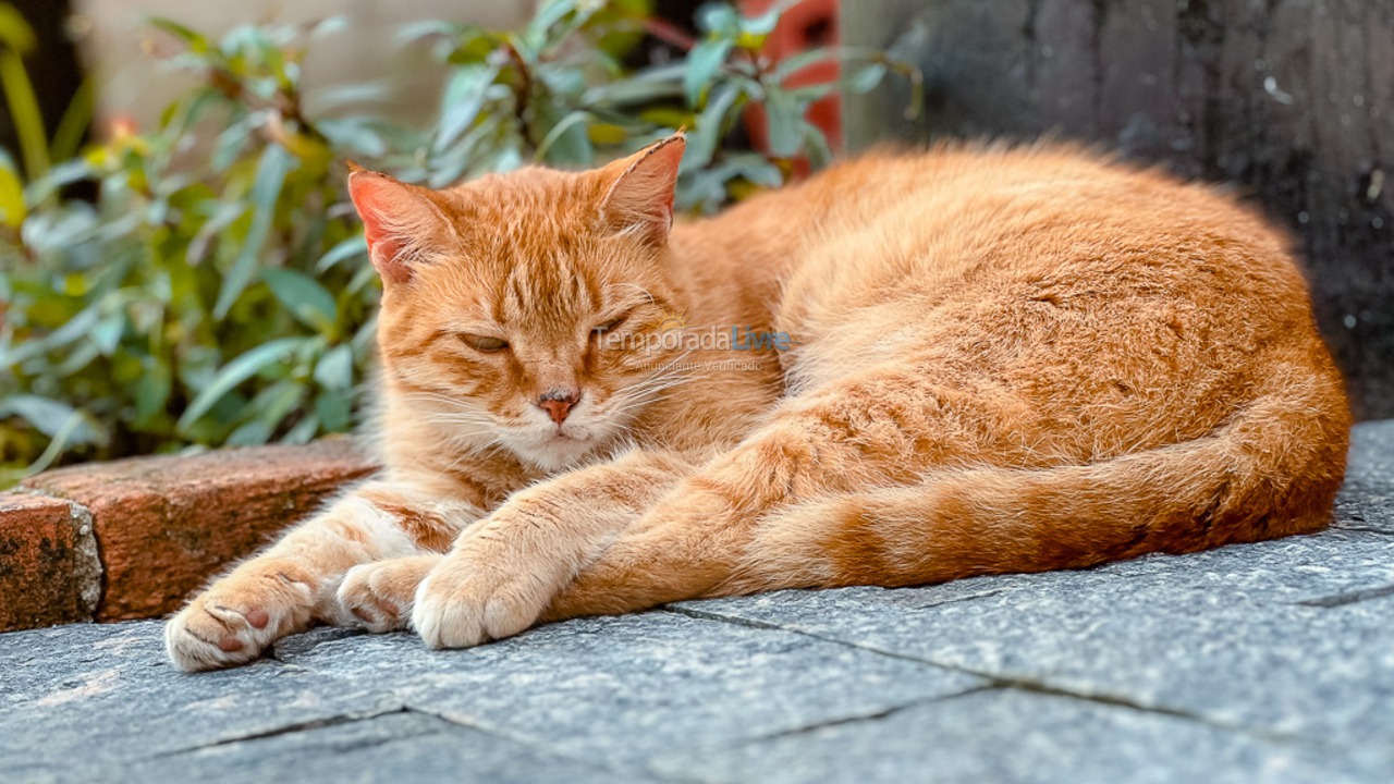 Casa para aluguel de temporada em São Sebastião (Juquehy)