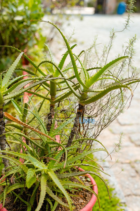 Casa para aluguel de temporada em São Sebastião (Juquehy)