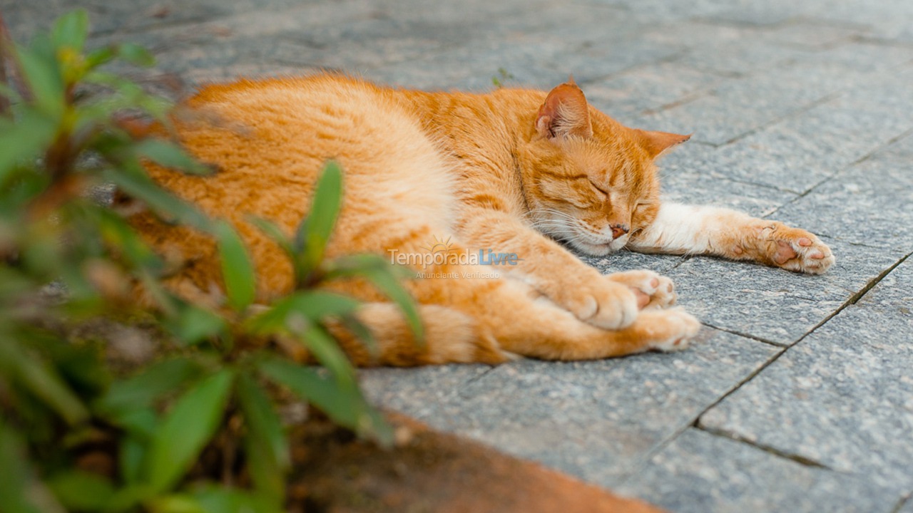Casa para aluguel de temporada em São Sebastião (Juquehy)