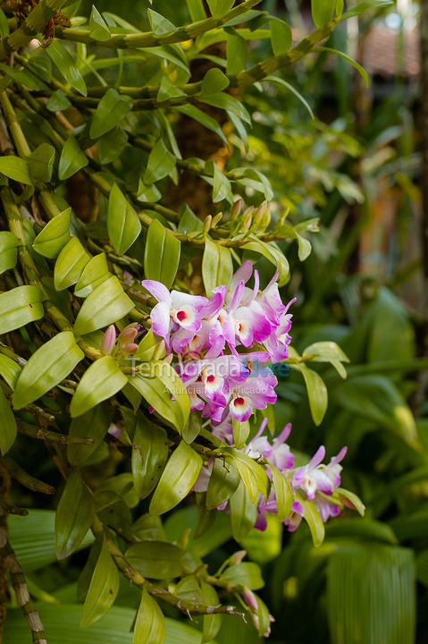 Casa para aluguel de temporada em São Sebastião (Juquehy)