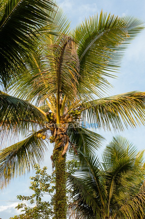 Casa para aluguel de temporada em São Sebastião (Juquehy)