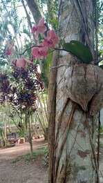 Cas piedras preciosas de condominios