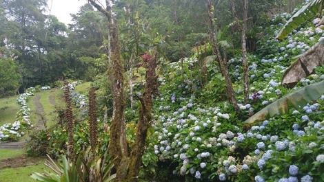 Sitio en la Mata Atlántica
