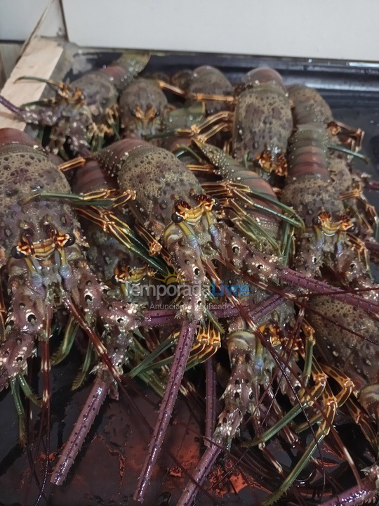 Casa para aluguel de temporada em Touros (Monte Alegre)