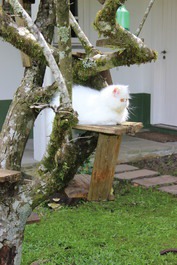 Nossos bichinhos de estimação!