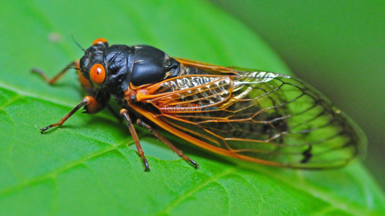 House for vacation rental in Canela (Vila Suzana)