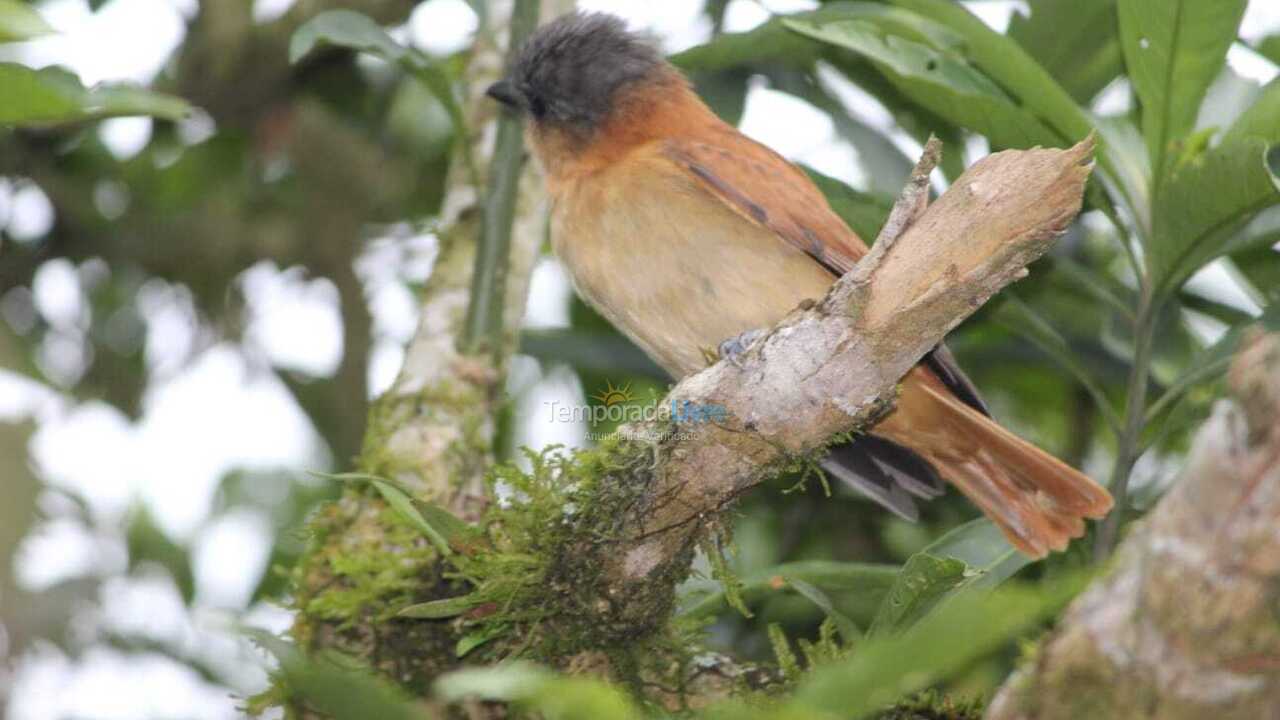 House for vacation rental in Paraty (Canto Verde)