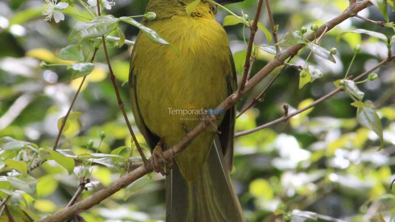 House for vacation rental in Paraty (Canto Verde)