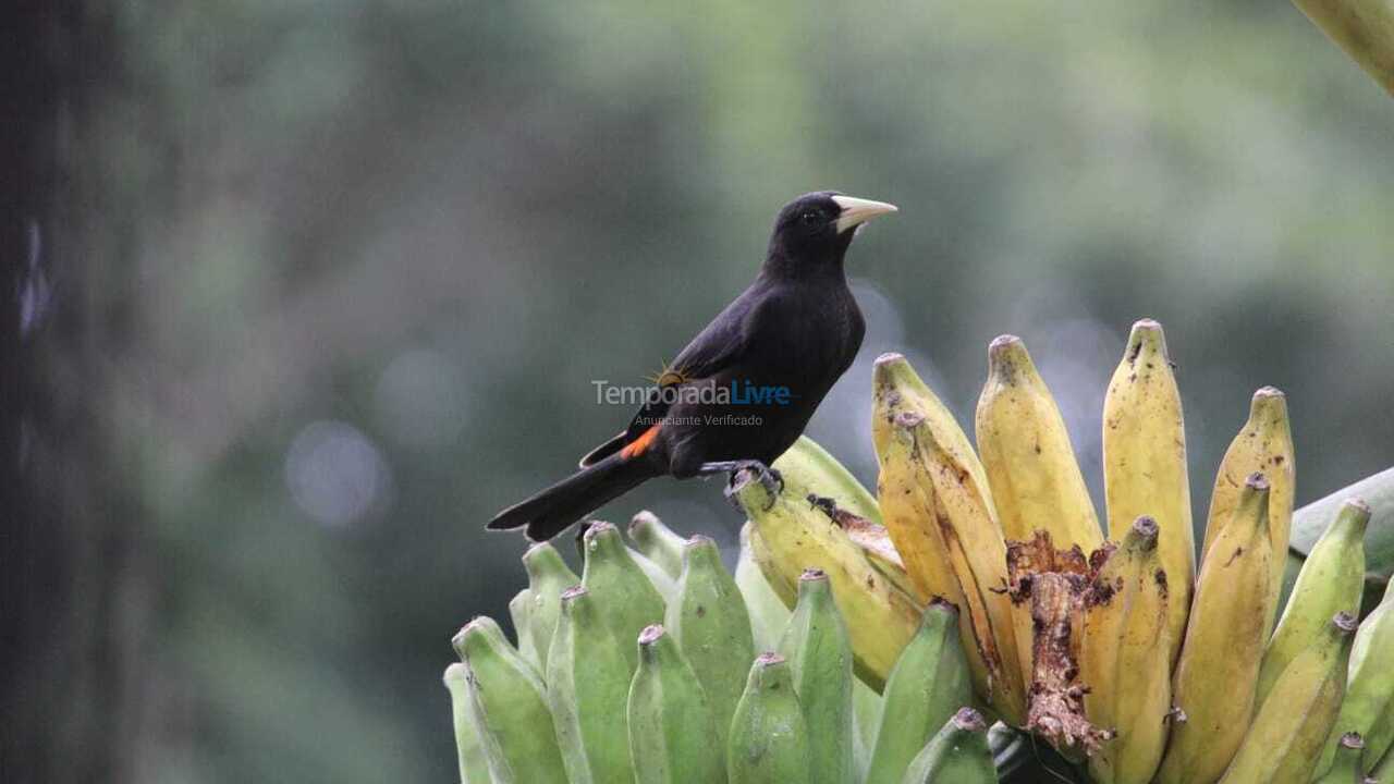 House for vacation rental in Paraty (Canto Verde)