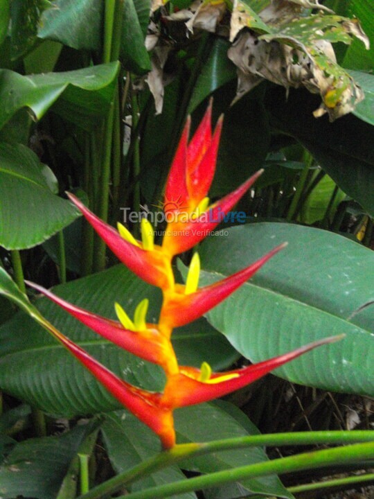 House for vacation rental in Canela (Vila Suzana)