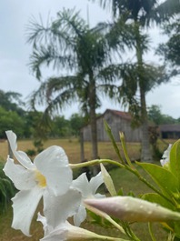 Granja para alquilar en Santa Cruz do Sul - Linha áustria